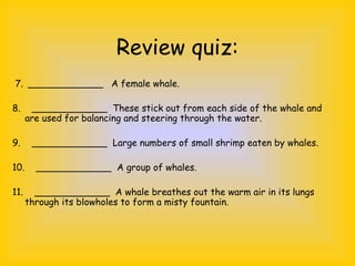 Review quiz:
7. _____________ A female whale.
8. _____________ These stick out from each side of the whale and
are used for balancing and steering through the water.
9. _____________ Large numbers of small shrimp eaten by whales.
10. _____________ A group of whales.
11. _____________ A whale breathes out the warm air in its lungs
through its blowholes to form a misty fountain.
 