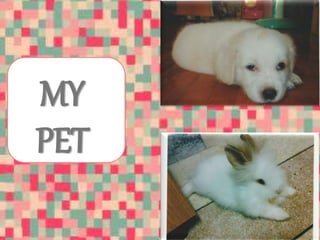 MY 
PET 
 