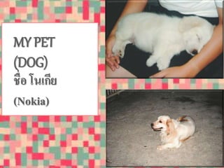 MY PET 
(DOG) 
ชื่อ โนเกีย 
(Nokia) 
 
