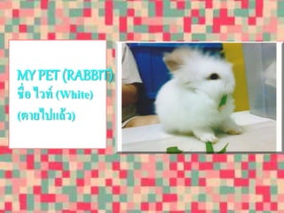 MY PET (RABBIT) 
ชื่อ ไวท์ (White) 
(ตายไปแล้ว) 
 