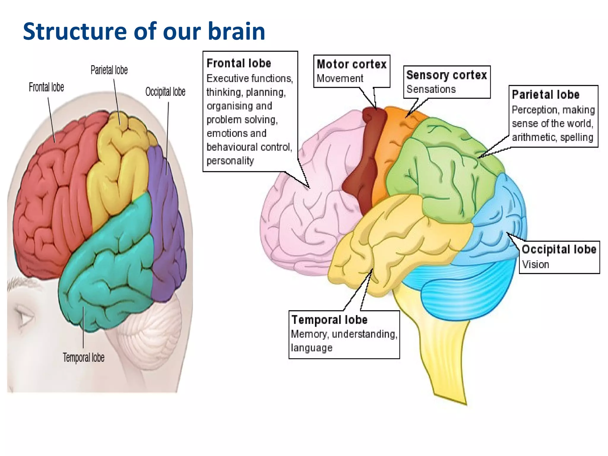 Structure of our brain
 