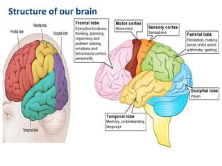 Structure of our brain
 