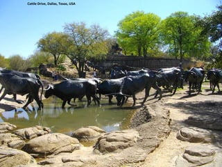 Cattle Drive, Dallas, Texas, USA 
 