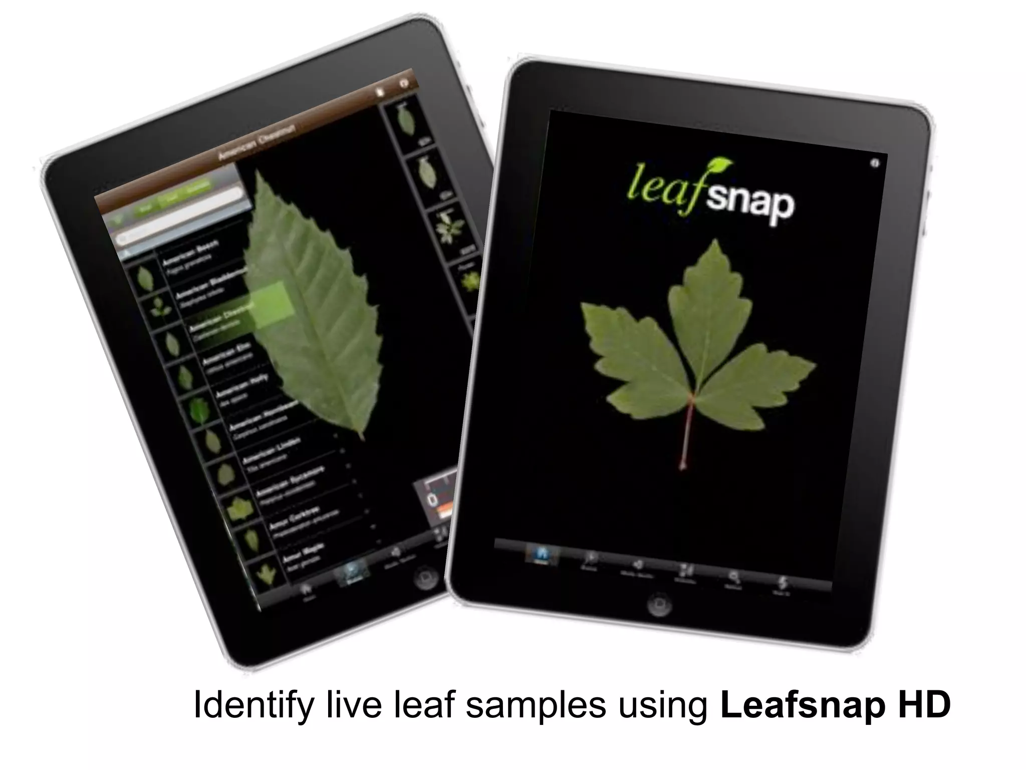 Identify live leaf samples using Leafsnap HD
 