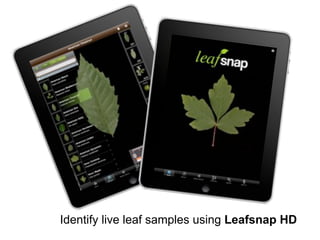 Identify live leaf samples using Leafsnap HD
 