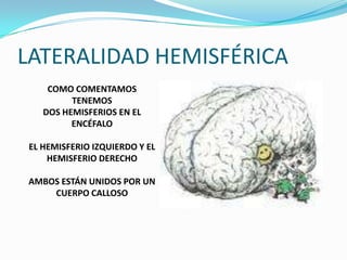 LATERALIDAD HEMISFÉRICACOMO COMENTAMOS  TENEMOSDOS HEMISFERIOS EN EL ENCÉFALOEL HEMISFERIO IZQUIERDO Y EL HEMISFERIO DERECHOAMBOS ESTÁN UNIDOS POR UNCUERPO CALLOSO
