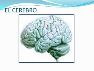 EL CEREBRO