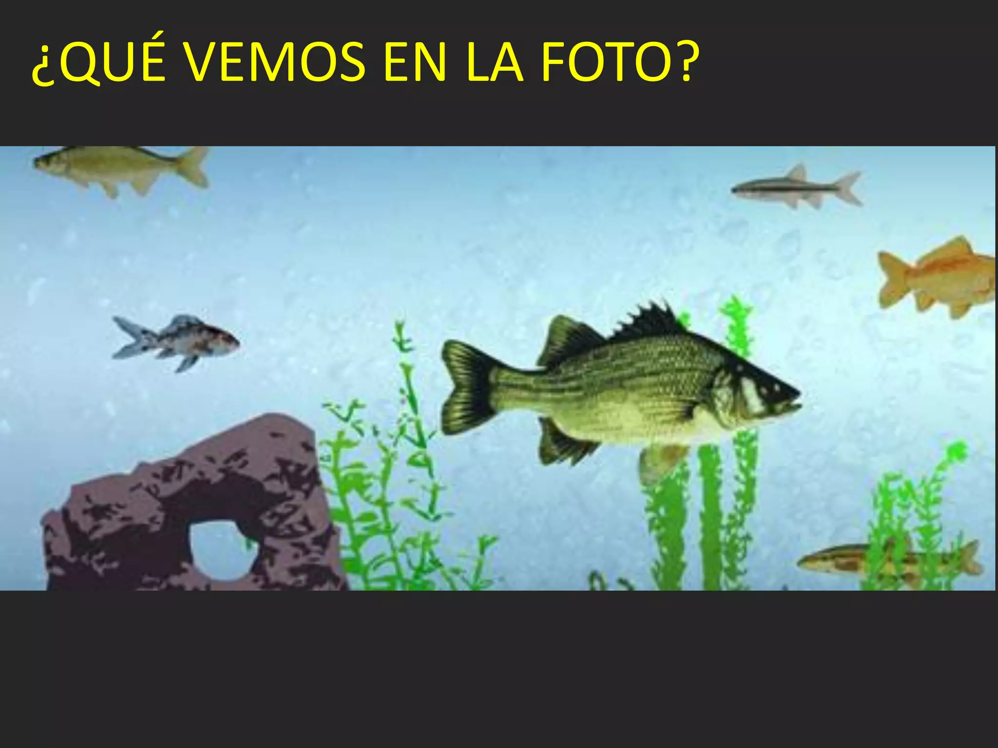 ¿QUÉ VEMOS EN LA FOTO?
 