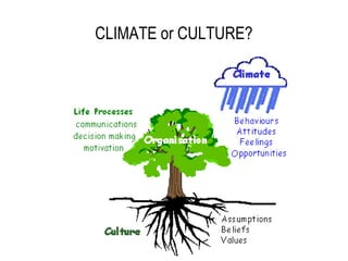 CLIMATE or CULTURE?
 