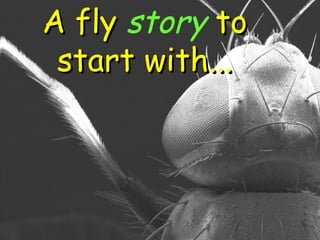 A fly   story   to start with... 