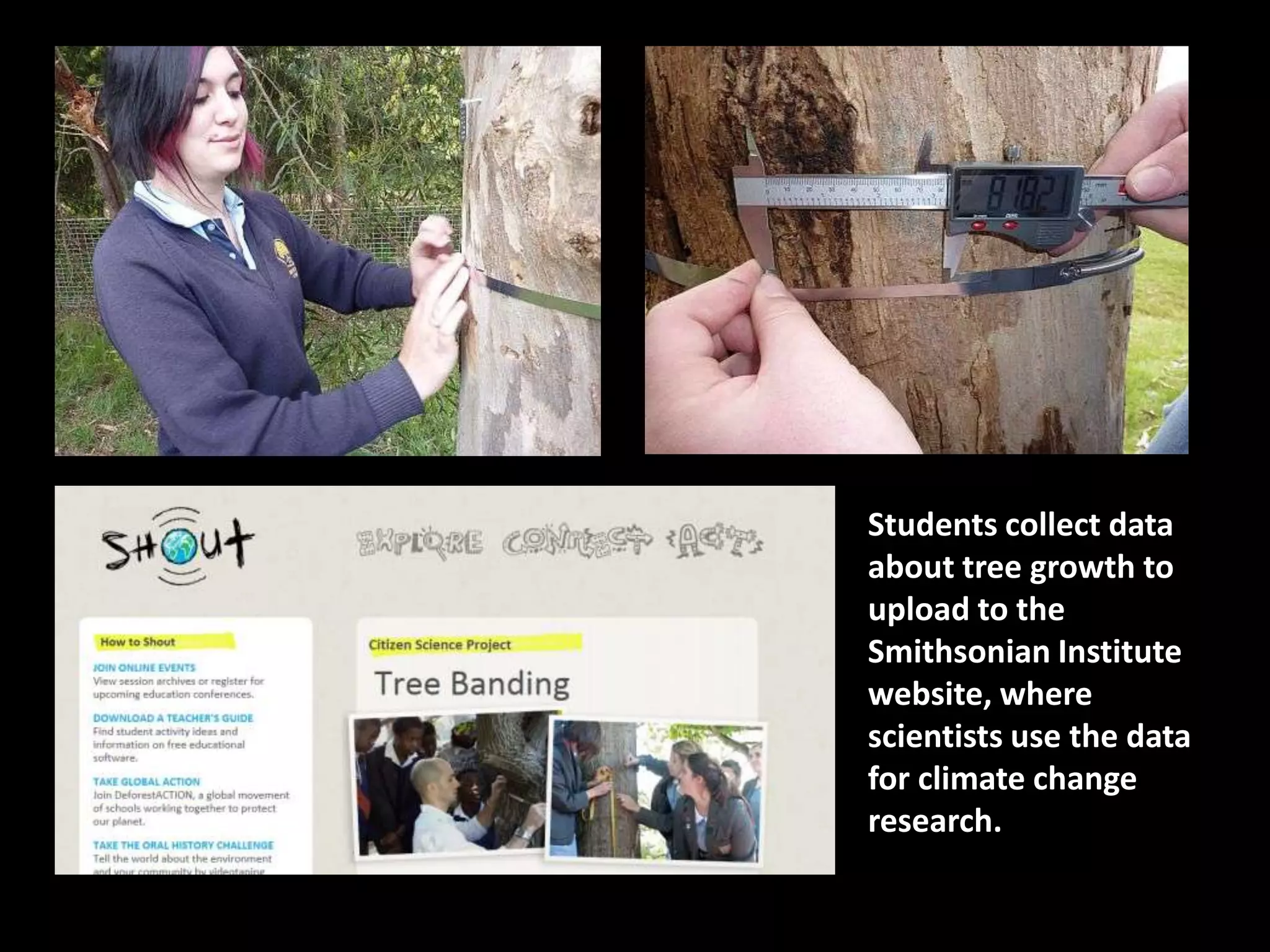 Students collect data
about tree growth to
upload to the
Smithsonian Institute
website, where
scientists use the data
for climate change
research.
 