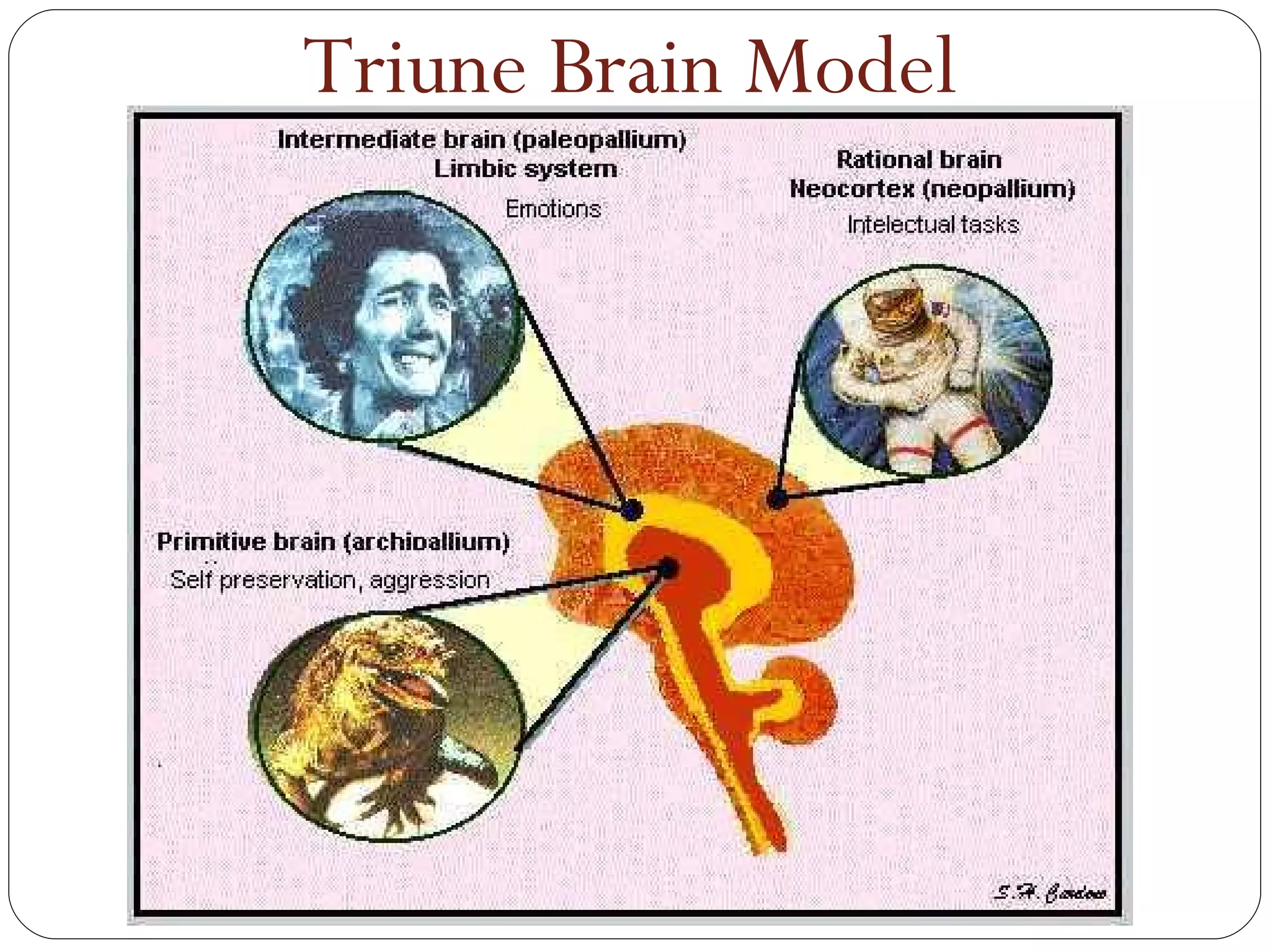 Triune Brain Model 