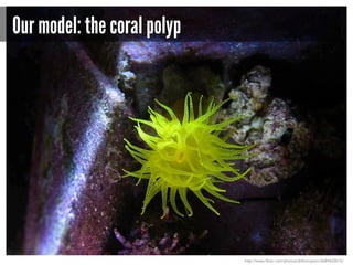 Our model: the coral polyp

http://www.flickr.com/photos/drthompson/3689420515/

 