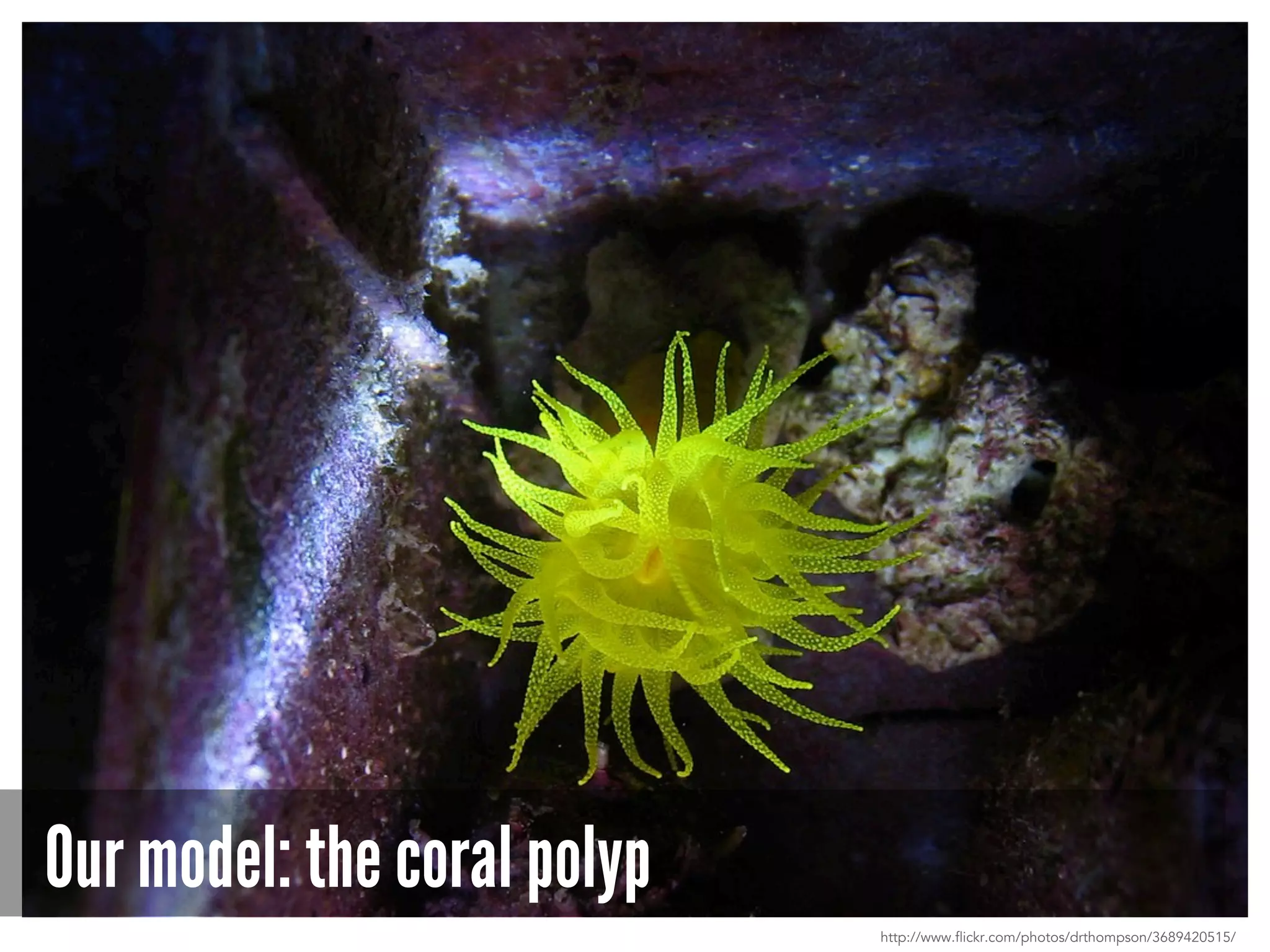 Our model: the coral polyp
http://www.flickr.com/photos/drthompson/3689420515/
 