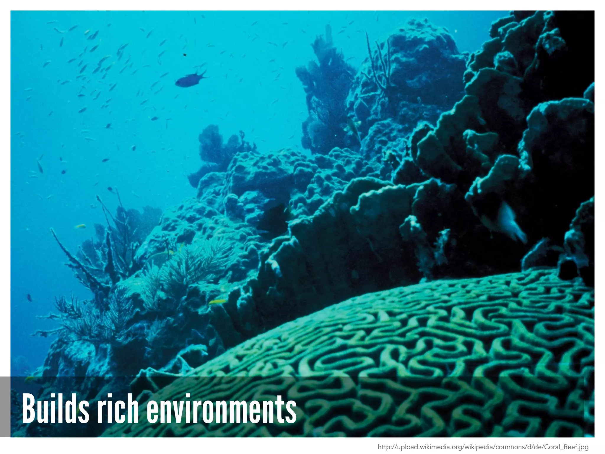 Builds rich environments
http://upload.wikimedia.org/wikipedia/commons/d/de/Coral_Reef.jpg
 
