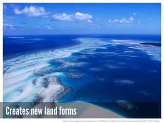 Creates new land forms
http://images4.fanpop.com/image/photos/23300000/Coral-Reef-Torres-Strait-Island-australia-23340592-1600-1200.jpg
 