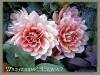 Who created flowers ? 