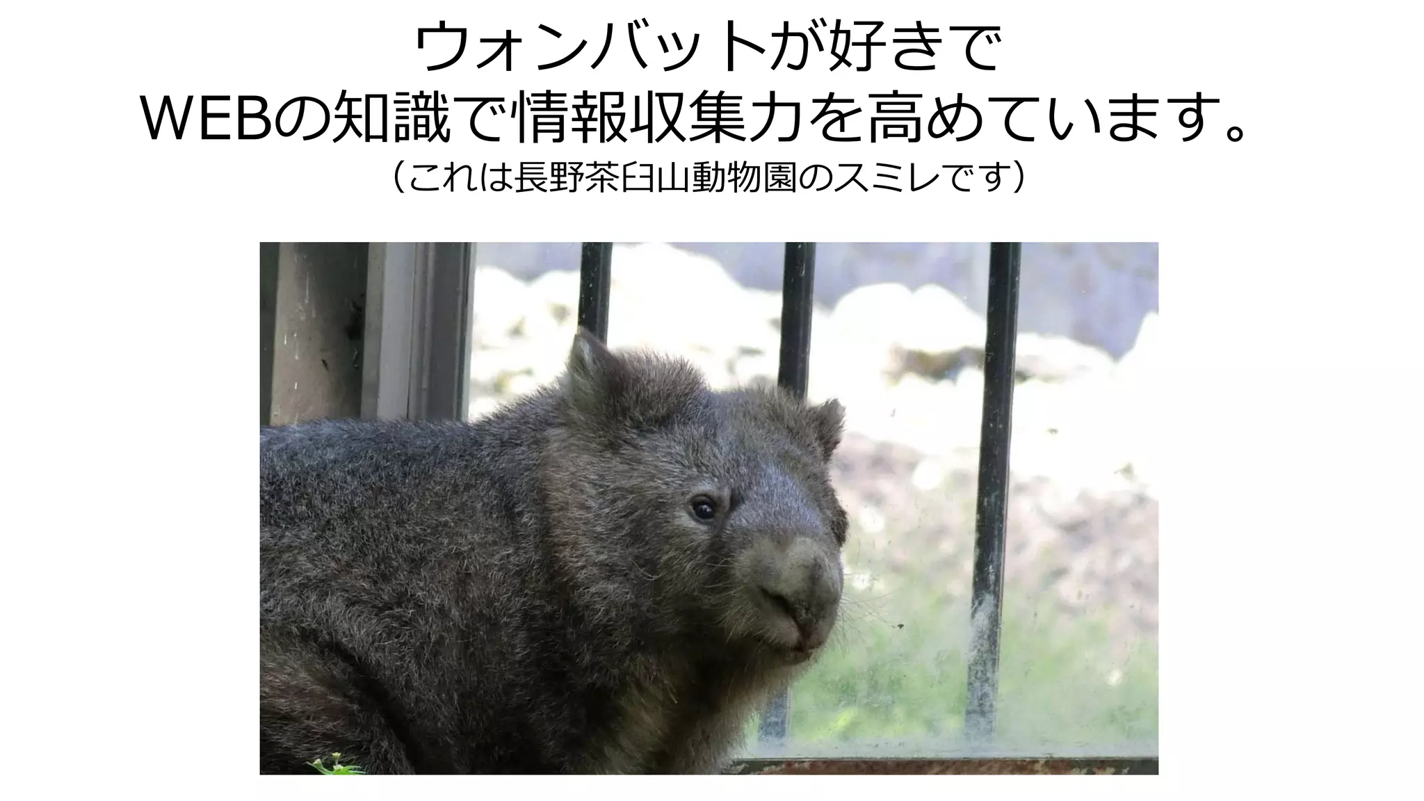 ウォンバットが好きで
WEBの知識で情報収集力を高めています。
（これは長野茶臼山動物園のスミレです）
 