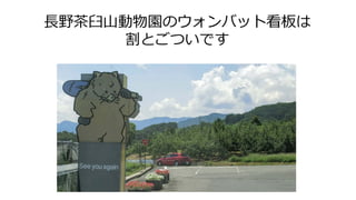長野茶臼山動物園のウォンバット看板は
割とごついです
 