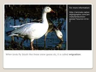 When birds fly South like these snow geese do, it is called migration.For more information:http://animals.nationalgeographic.com/animals/birds/snow-goose/?source=A-to-Z