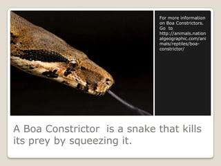 A Boa Constrictor  is a snake that kills its prey by squeezing it.For more information on Boa Constrictors.  Go  to http://animals.nationalgeographic.com/animals/reptiles/boa-constrictor/