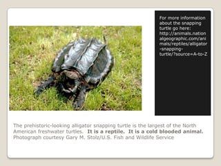 The prehistoric-looking alligator snapping turtle is the largest of the North American freshwater turtles.  It is a reptile.  It is a cold blooded animal.Photograph courtesy Gary M. Stolz/U.S. Fish and Wildlife ServiceFor more information about the snapping turtle go here: http://animals.nationalgeographic.com/animals/reptiles/alligator-snapping-turtle/?source=A-to-Z