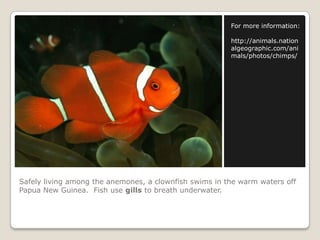 Safely living among the anemones, a clownfish swims in the warm waters off Papua New Guinea.  Fish use gills to breath underwater.For more information:http://animals.nationalgeographic.com/animals/photos/chimps/