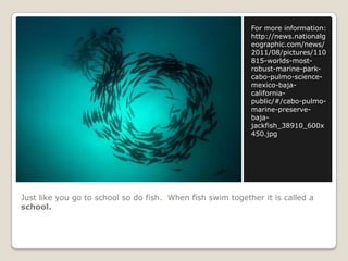 Just like you go to school so do fish.  When fish swim together it is called a school.For more information:http://news.nationalgeographic.com/news/2011/08/pictures/110815-worlds-most-robust-marine-park-cabo-pulmo-science-mexico-baja-california-public/#/cabo-pulmo-marine-preserve-baja-jackfish_38910_600x450.jpg