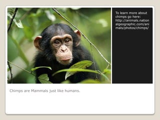 Chimps are Mammals just like humans.  To learn more about chimps go here: http://animals.nationalgeographic.com/animals/photos/chimps/