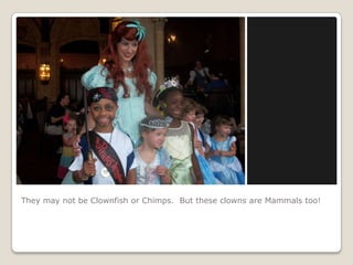 They may not be Clownfish or Chimps.  But these clowns are Mammals too!