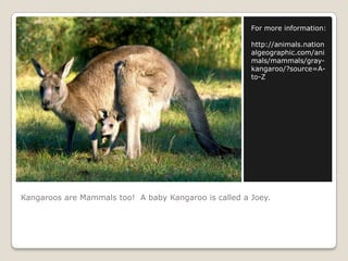 Kangaroos are Mammals too!  A baby Kangaroo is called a Joey.For more information:http://animals.nationalgeographic.com/animals/mammals/gray-kangaroo/?source=A-to-Z