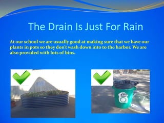 The Drain Is Just For Rain
At our school we are usually good at making sure that we have our
plants in pots so they don’t wash down into to the harbor. We are
also provided with lots of bins.