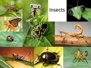 Insects
 