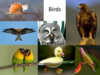 Birds
 