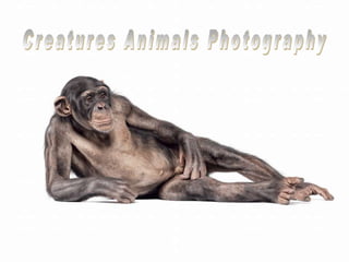 Creatures Animals Photography 