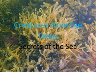 Creatures from the Deep Secrets of the Sea 