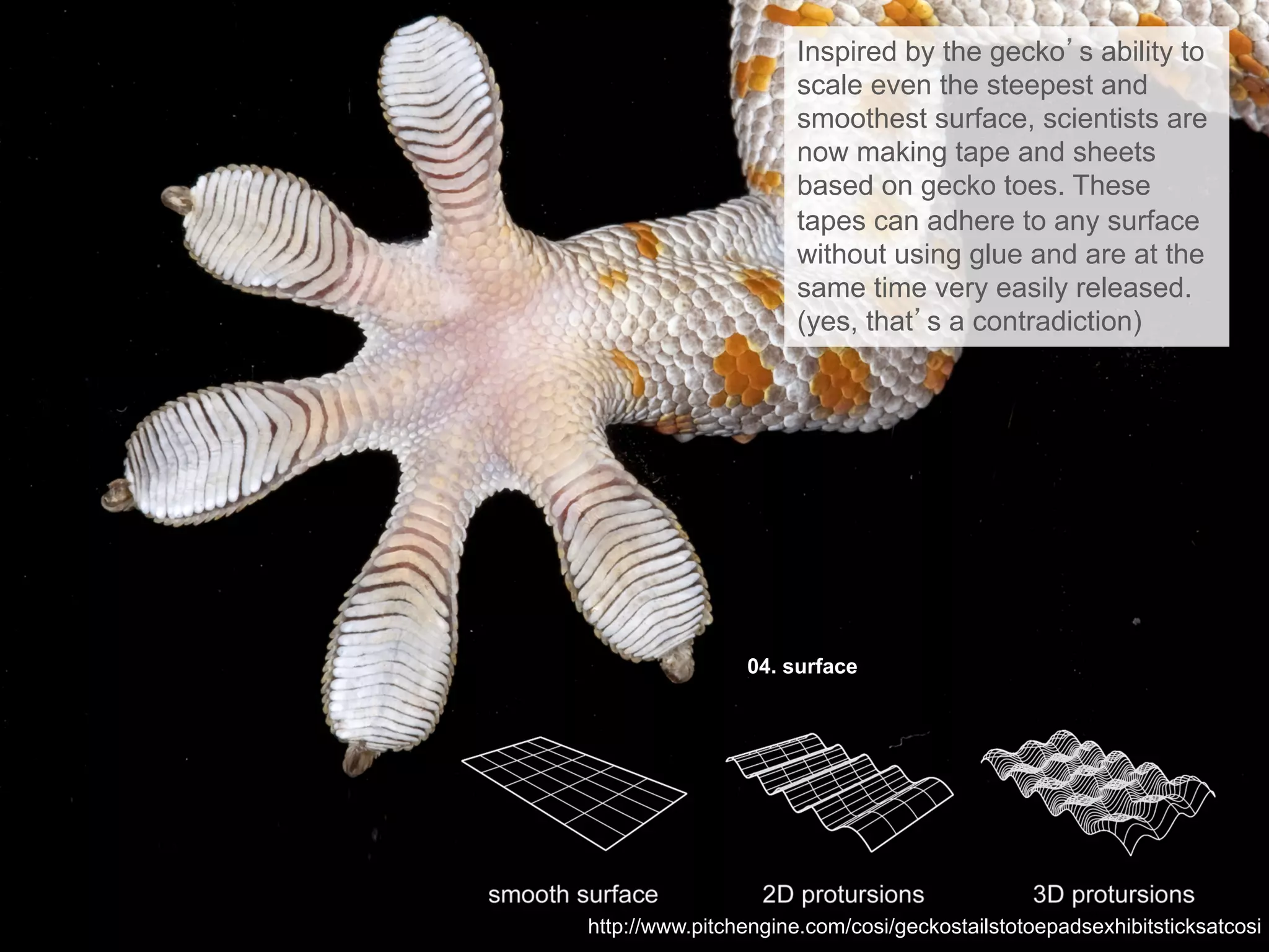 04. surface
Inspired by the gecko’s ability to
scale even the steepest and
smoothest surface, scientists are
now making tape and sheets
based on gecko toes. These
tapes can adhere to any surface
without using glue and are at the
same time very easily released.
(yes, that’s a contradiction)
http://www.pitchengine.com/cosi/geckostailstotoepadsexhibitsticksatcosi
 