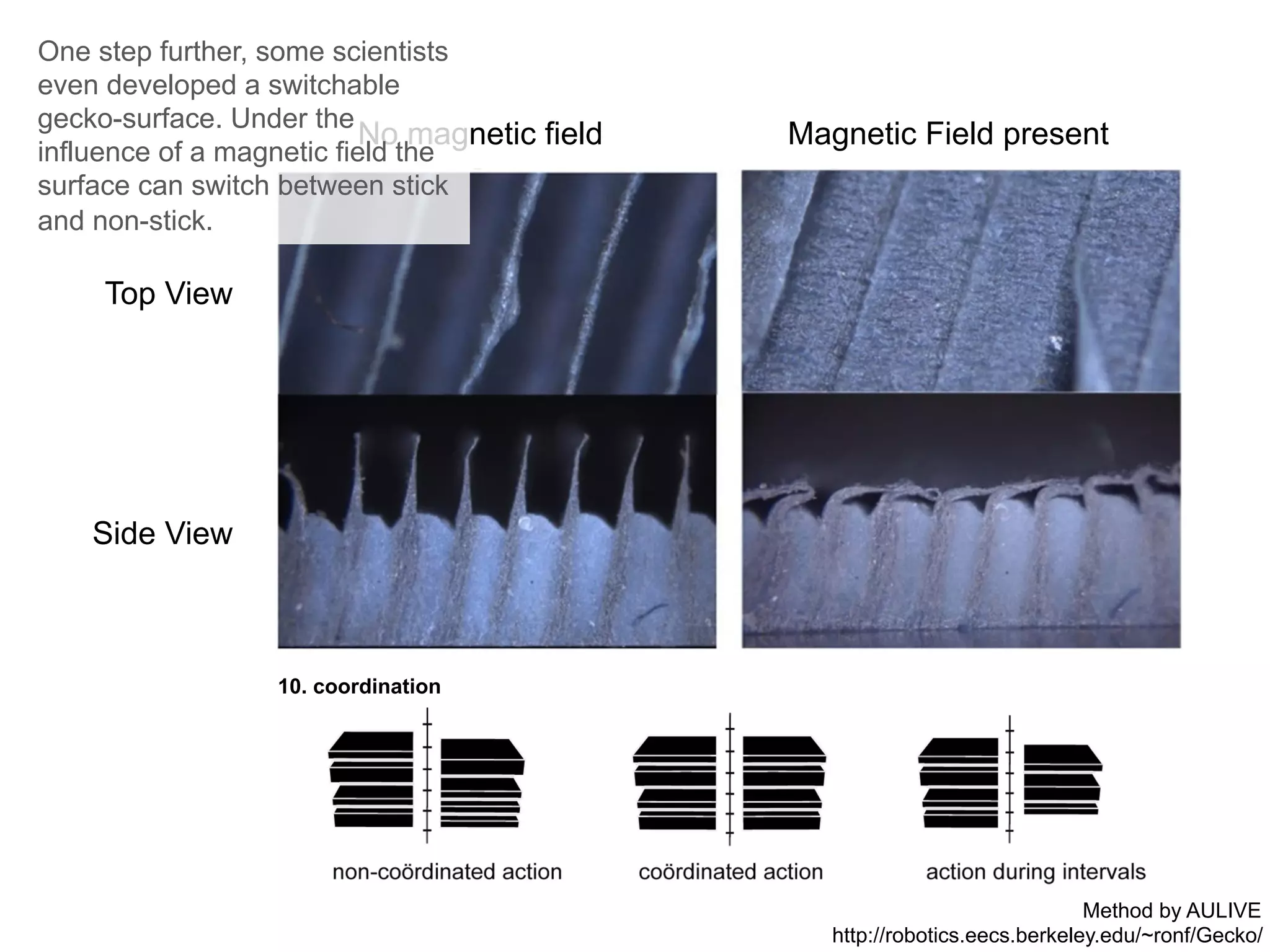 No magnetic field Magnetic Field present
Top View
Side View
10. coordination
One step further, some scientists
even developed a switchable
gecko-surface. Under the
influence of a magnetic field the
surface can switch between stick
and non-stick.
Method by AULIVE
http://robotics.eecs.berkeley.edu/~ronf/Gecko/
 