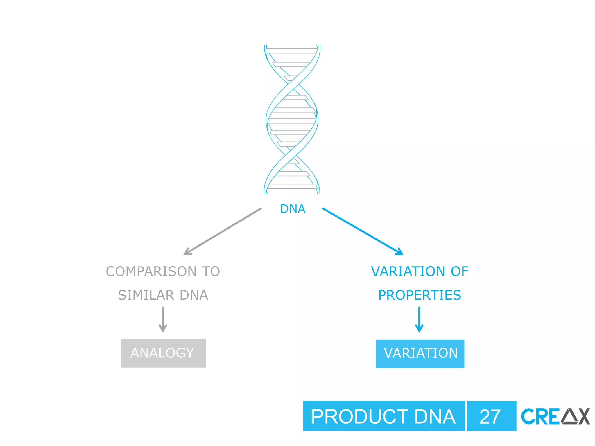 DNA
COMPARISON TO
SIMILAR DNA
VARIATION OF
PROPERTIES
ANALOGY VARIATION
PRODUCT DNA 27
 