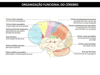 ORGANIZAÇÃO FUNCIONAL DO CÉREBRO