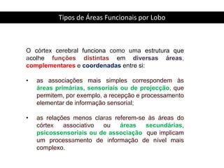 Tipos de Áreas Funcionais por LoboO córtex cerebral funciona como uma estrutura que acolhe funções distintas em diversas áreas, complementarese coordenadas entre si: as associações mais simples correspondem às áreas primárias, sensoriais ou de projecção, que permitem, por exemplo, a recepção e processamento elementar de informação sensorial; 