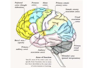 São também as responsáveis pela emissão de ordens motoras para os músculos.Áreas secundárias (ou de associação): -- coordenam e integram a informação recebida nas áreas primárias.São áreas corticais que estabelecem a ligação entre os elementos dos dados sensoriais e as informações armazenadas na memória.