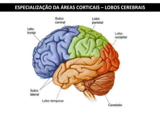 Integram, interpretam e organizam a informação processada pelas  áreas sensoriais.
