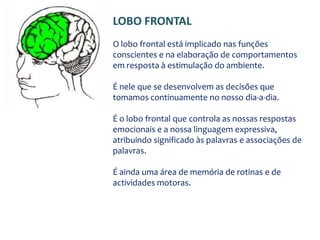ESPECIALIZAÇÃO DA ÁREAS CORTICAIS – LOBOS CEREBRAIS