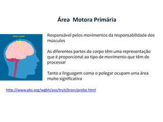 LOBO FRONTALO lobo frontal está implicado nas funções conscientes e na elaboração de comportamentos em resposta à estimulação do ambiente. É nele que se desenvolvem as decisões que tomamos continuamente no nosso dia-a-dia. É o lobo frontal que controla as nossas respostas emocionais e a nossa linguagem expressiva, atribuindo significado às palavras e associações de palavras. É ainda uma área de memória de rotinas e de  actividades motoras. 