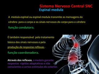 Sistema Nervoso Central SNCEspinal medulaA  medula espinal ou espinal-medula transmite as mensagens do cérebro  para o corpo e os sinais nervosos do corpo para o cérebro função condutora. É também responsável  pelo tratamento básico dos sinais nervosos e pela produção de respostas reflexas - função coordenadora. Através dos reflexos, a medula garante respostas  rápidas adaptativas e não conscientes a certos estímulos do exterior. 