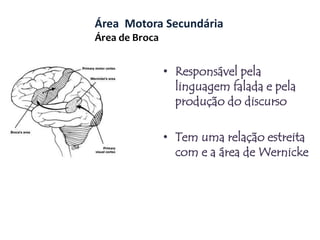 Área  Motora PrimáriaResponsável pelos movimentos da responsabilidade dos músculosAs diferentes partes do corpo têm uma representação que é proporcional ao tipo de movimento que têm de processarTanto a linguagem como o polegar ocupam uma área muito significativahttp://www.pbs.org/wgbh/aso/tryit/brain/probe.html