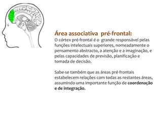 Área  Motora SecundáriaÁrea de BrocaResponsável pela linguagem falada e pela produção do discurso