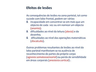 LOBO PARIETALAs funções do lobo parietal abrangem o reconhecimento visual e a percepção táctil. É neste lobo que se elaboram os movimento dirigidos a um determinado fim e a manipulação dos objectos. 