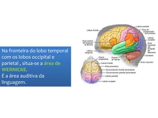 dificuldades ao nível da leitura (alexia) e do desenho; 